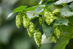 Dolcita HBC1019 hops on the bine