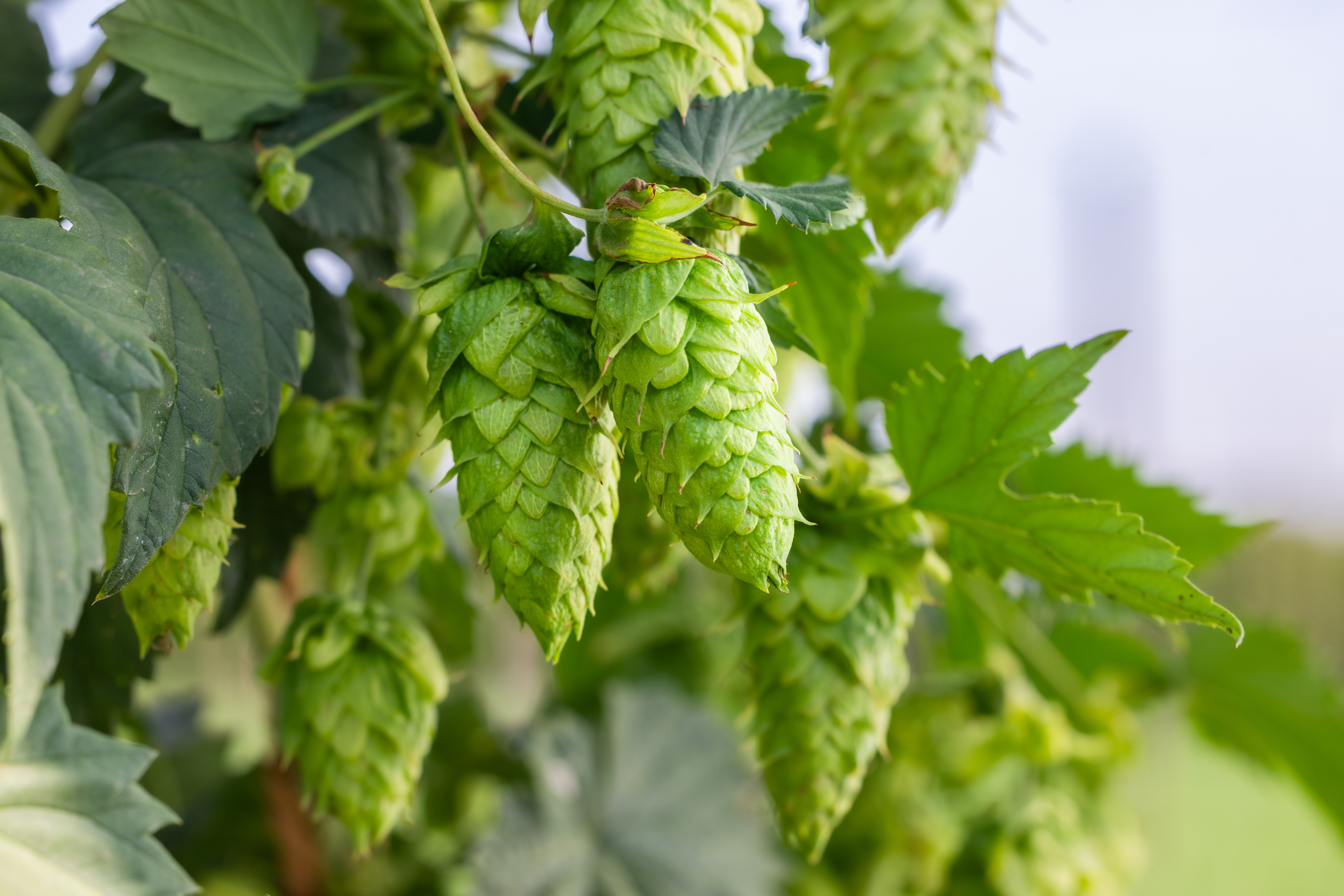 TerraSurge Hops Field