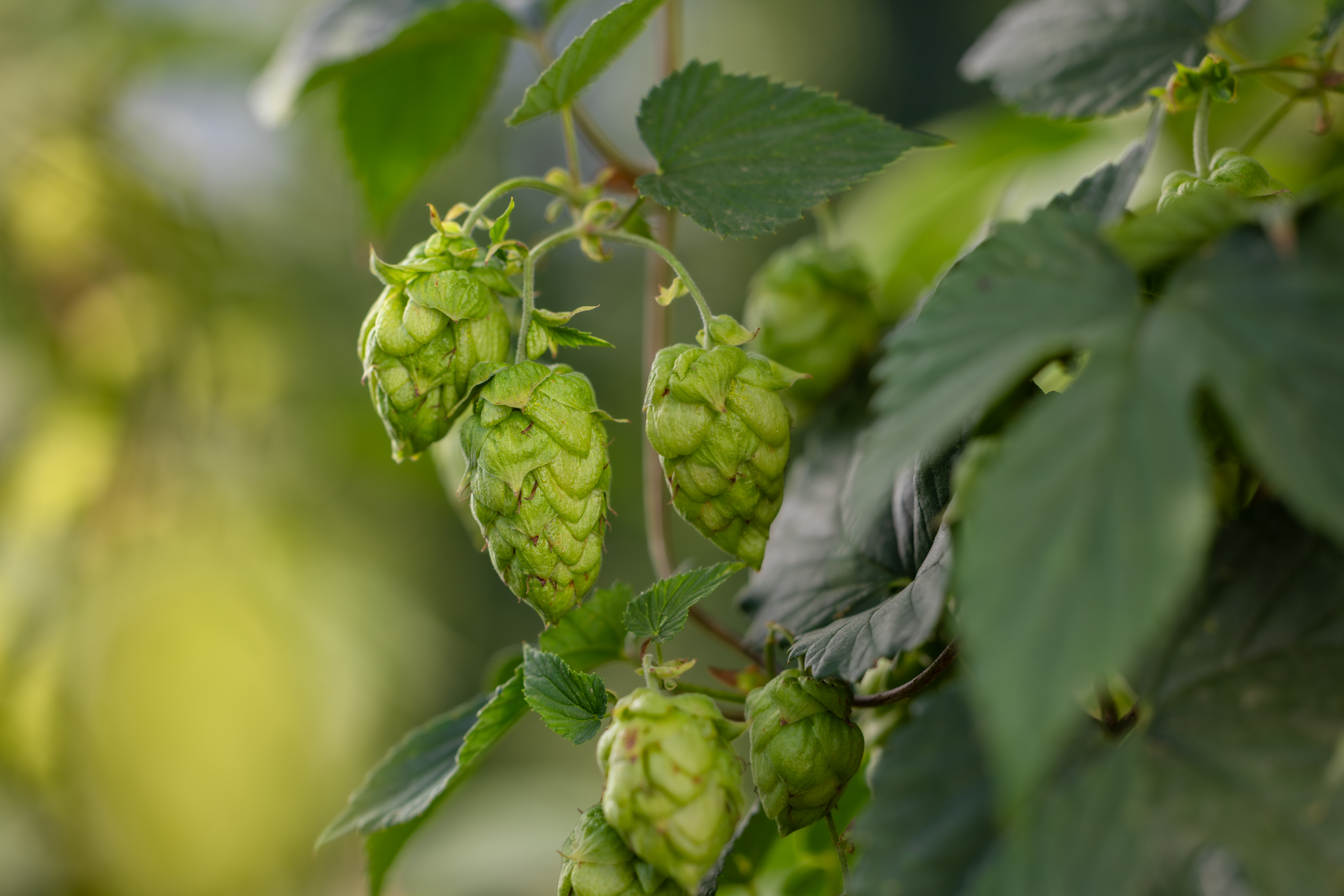 TerraFlux Hops Field